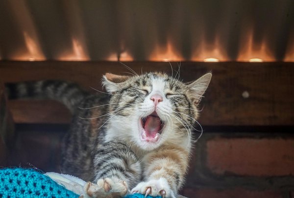 Gérer l'anxiété de votre chat lors des visites en clinique