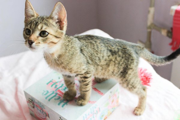 Les sticks pour chien : santé, goût et récompense !