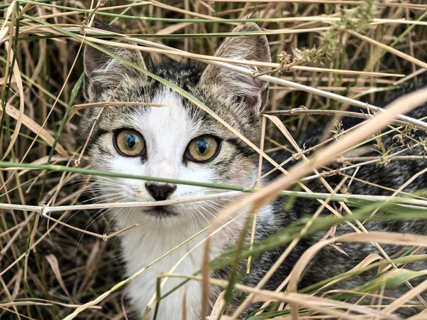 Les maladies héréditaires chez les chiens : comment elles se transmettent