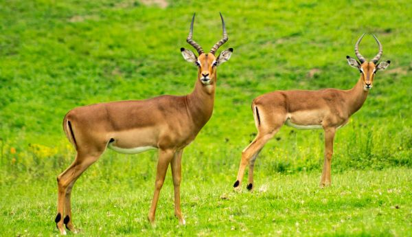 Défis de la protection de la faune sauvage : enjeux et solutions